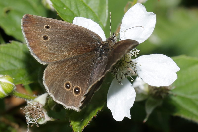 Koevinkje, Aphantopus hyperantus (NL)
