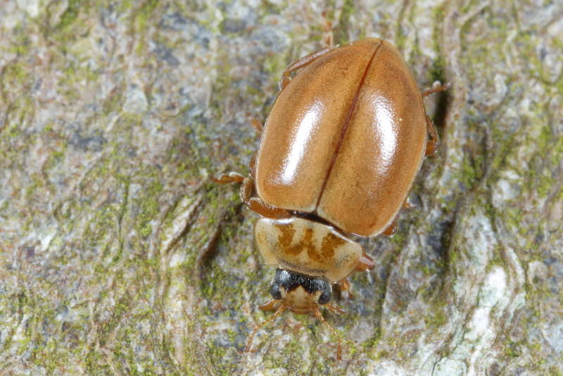 Bruin lieveheersbeestje, Aphidecta obliterata