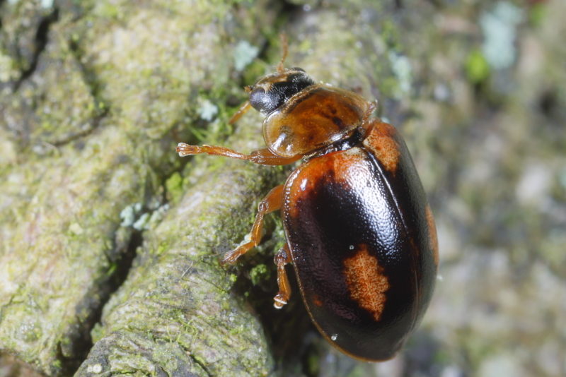 Bruin lieveheersbeestje, Aphidecta obliterata