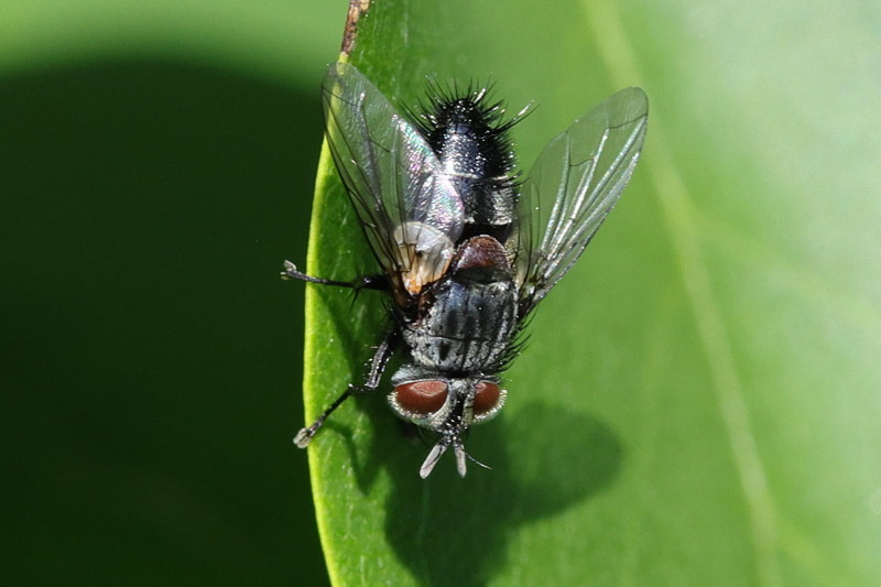 Aplomya confinis, &male;