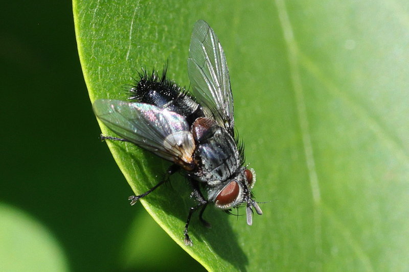 Aplomya confinis, &male;