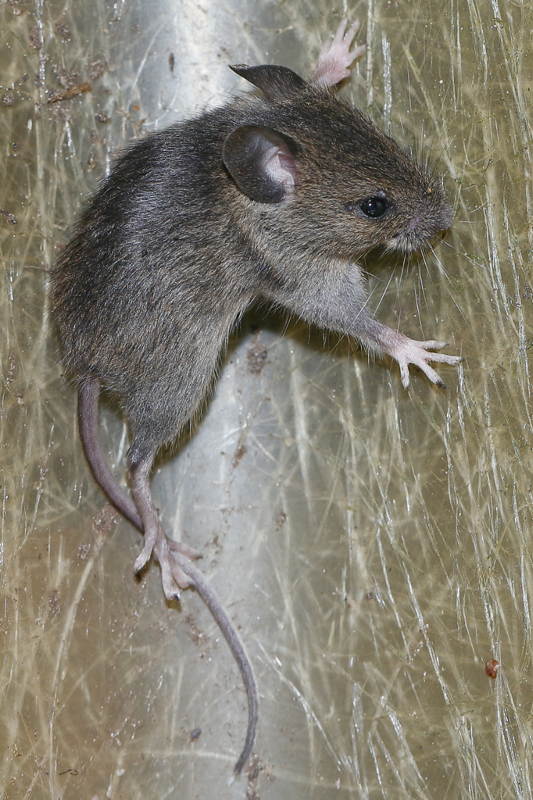 bosmuis, Apodemus sylvaticus