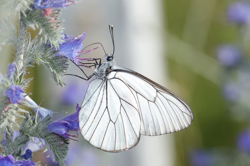 Groot geaderd witje, Aporia crataegi (BG)