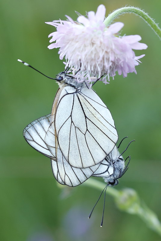 Groot geaderd witje, Aporia crataegi (BG)