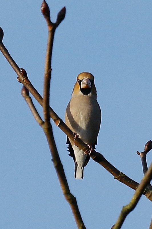 Appelvink, Coccothraustes coccothraustes