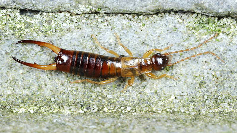 Short-winged or Hop-garden Earwig, Apterygida media ♂