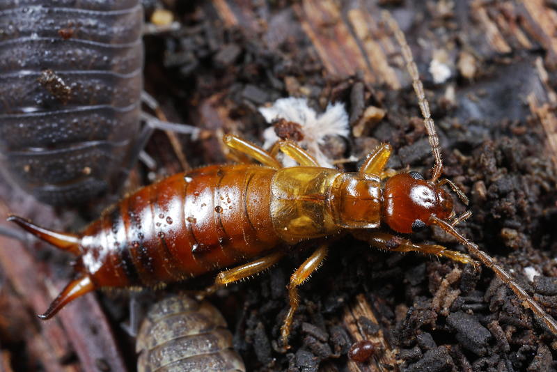 Short-winged or Hop-garden Earwig, Apterygida media ♀