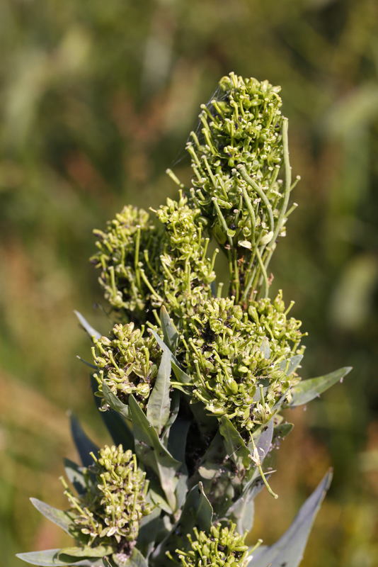Torenkruid, Arabis glabra afwijkend