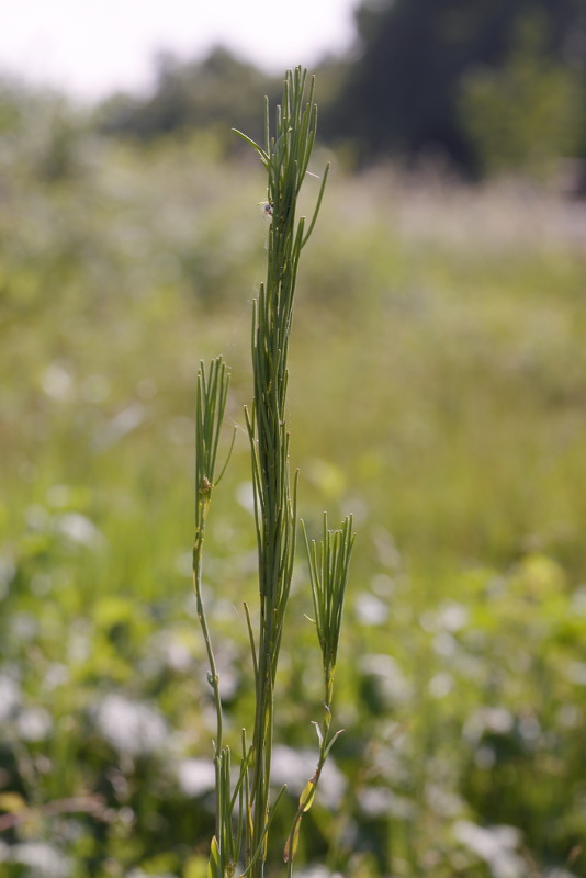 Torenkruid, Arabis glabra