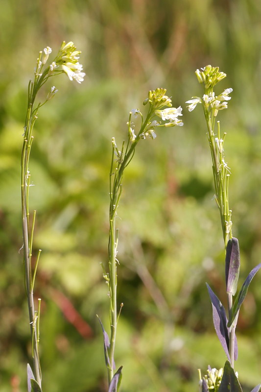 Torenkruid, Arabis glabra
