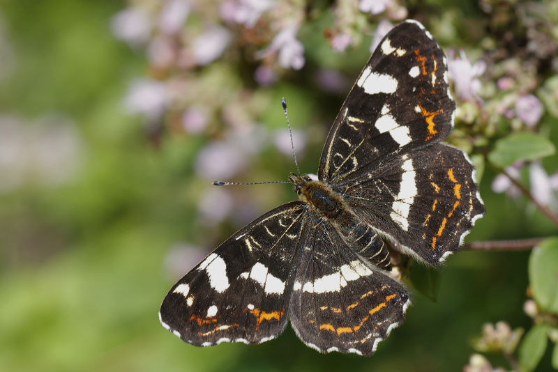 Landkaartje, Araschnia levana, zomervorm