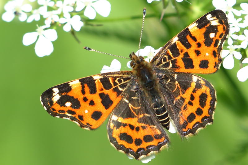 Landkaartje, Araschnia levana voorjaars vorm (NL)