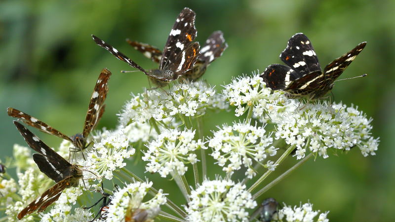Landkaartje, Araschnia levana zomer vorm (NL)