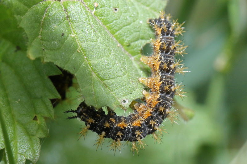 Landkaartje, Araschnia levana rups (NL)