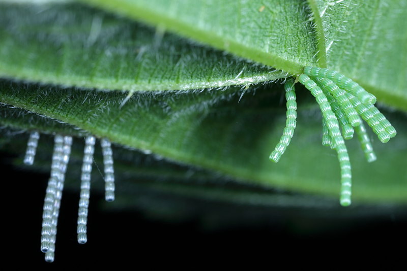 Landkaartje, Araschnia levana eieren (NL)