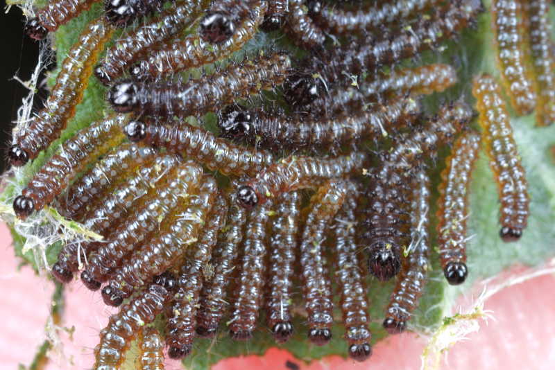 Landkaartje, Araschnia levana rupsen (NL)