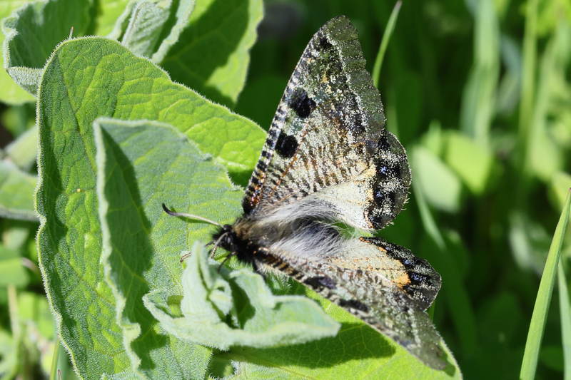 Pijpbloemapollo, Archon apollinus (GR)