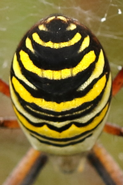 Argiope bruennichi