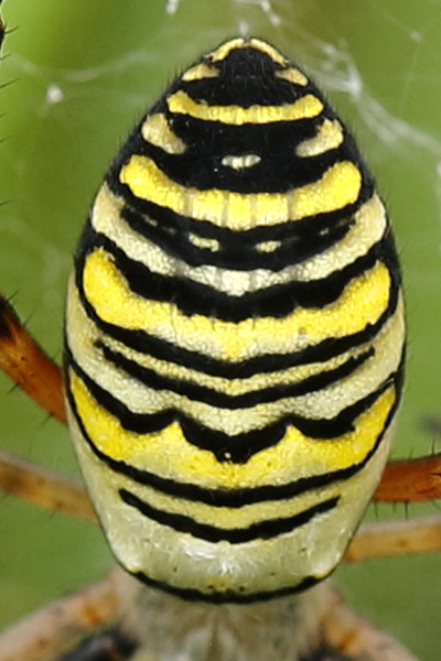 Argiope bruennichi