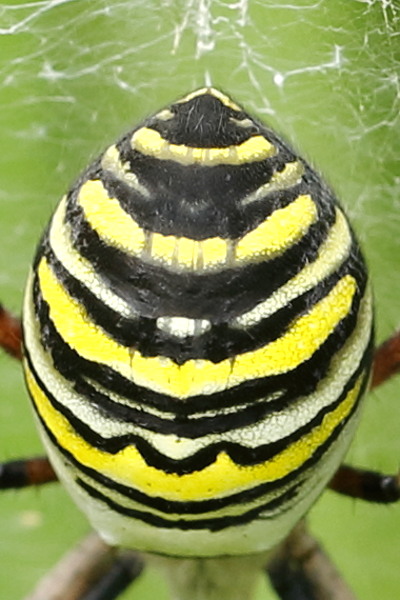 Argiope bruennichi