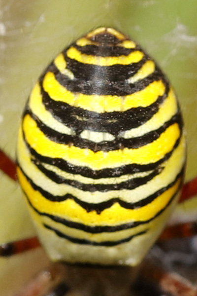 Argiope bruennichi