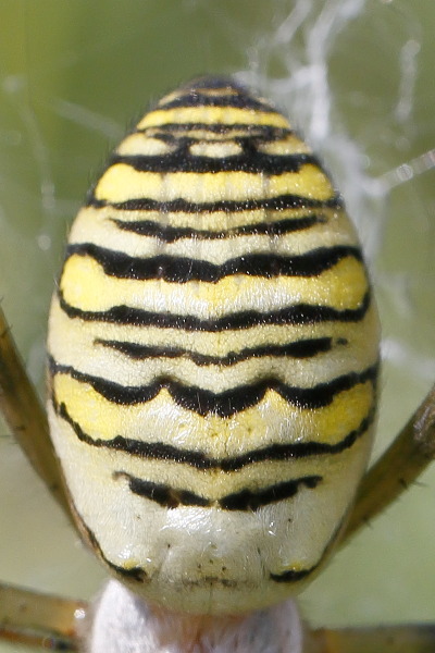 Argiope bruennichi