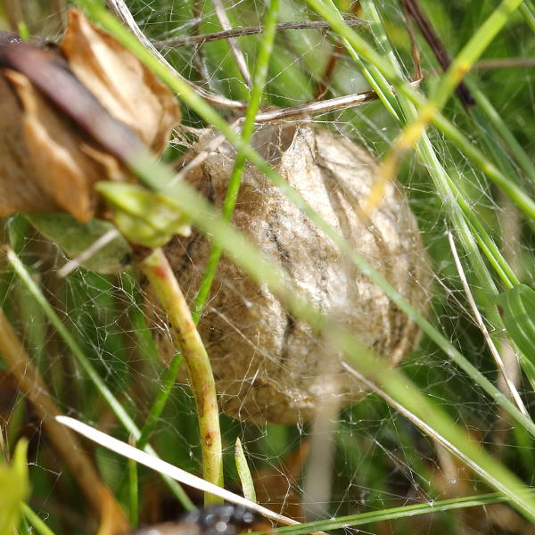 Argiope bruennichi, cocon