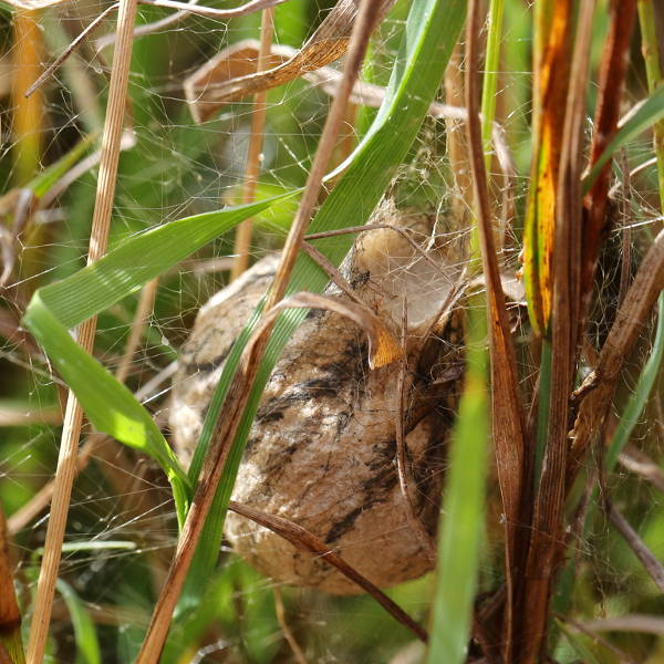 Argiope bruennichi, cocon
