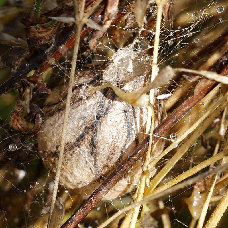 Argiope bruennichi, cocon