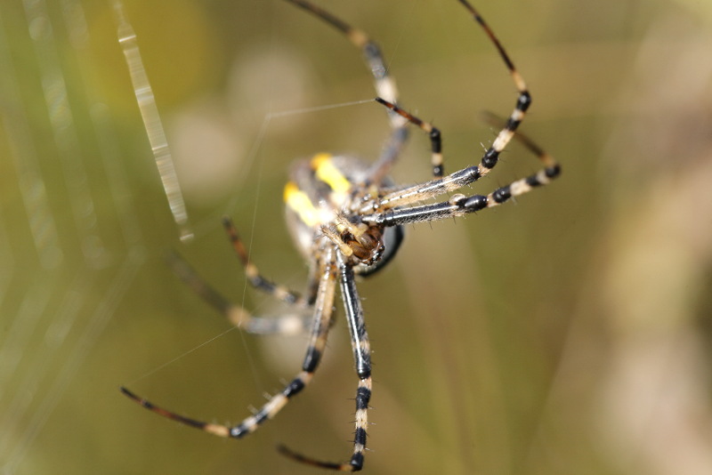 Argiope bruennichi, construction d'une toile