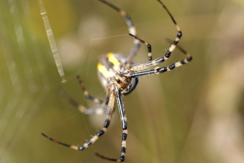 Une araignée recluse débarque en région liégeoise ! 