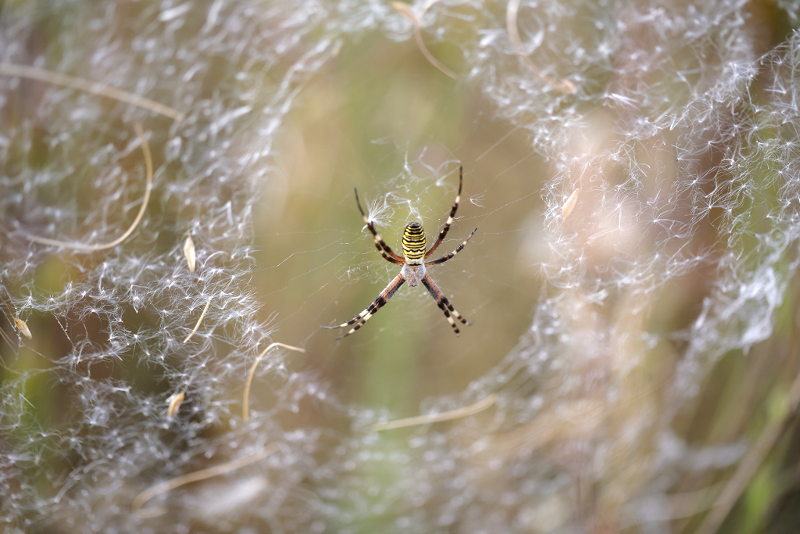 Argiope bruennichi avec des graines soufflées par le vent dans la toile