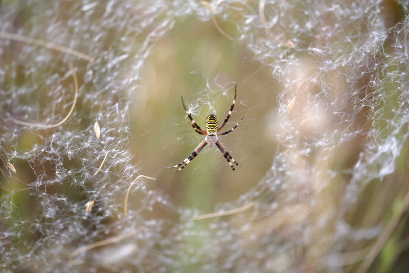 Argiope bruennichi with wind blown seeds in the web