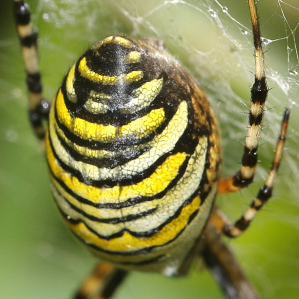 Argiope bruennichi