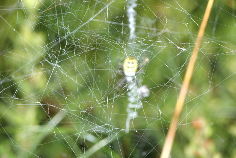 Argiope bruennichi fils épais et lâches