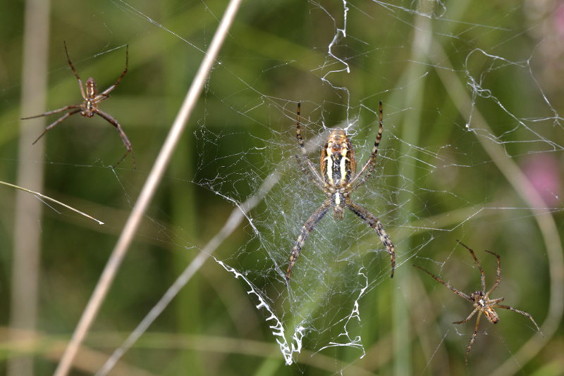 Argiope bruennichi femelle avec deux mâles
