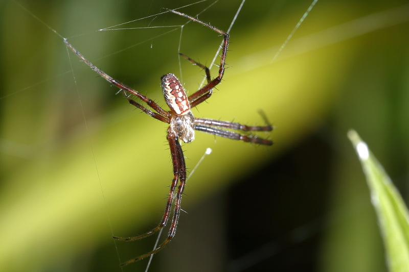 Argiope bruennichi mâle