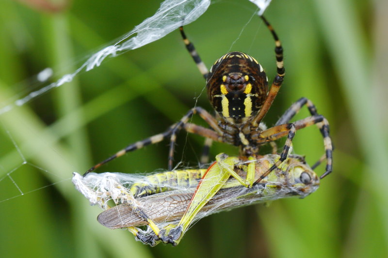Argiope bruennichi avec proie Stethophyma grossum