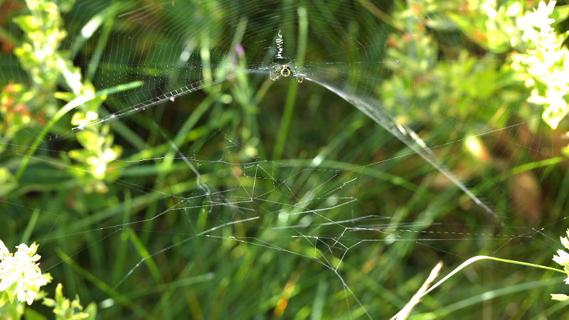 Argiope bruennichi fils épais et lâches