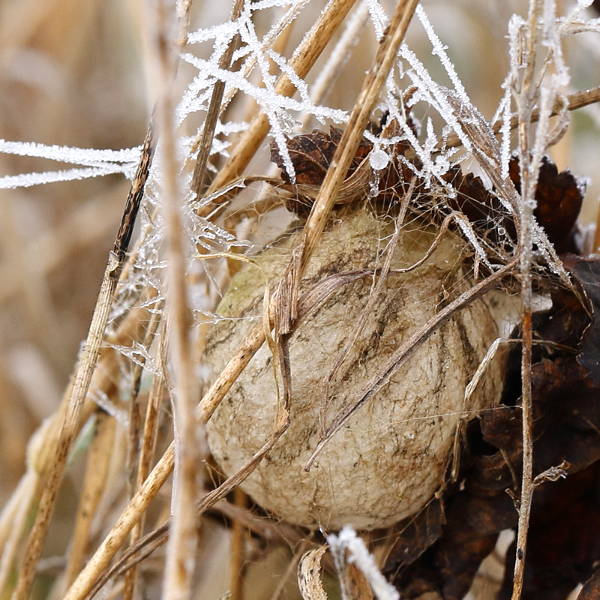 cocon dans le froid