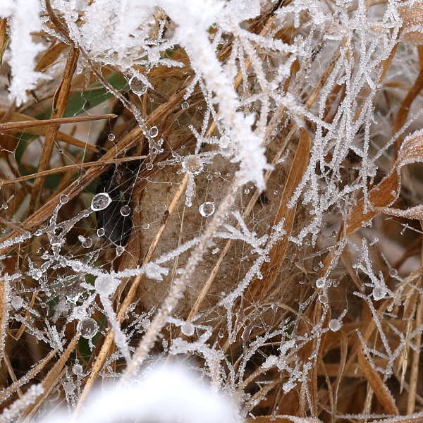 cocon dans le froid