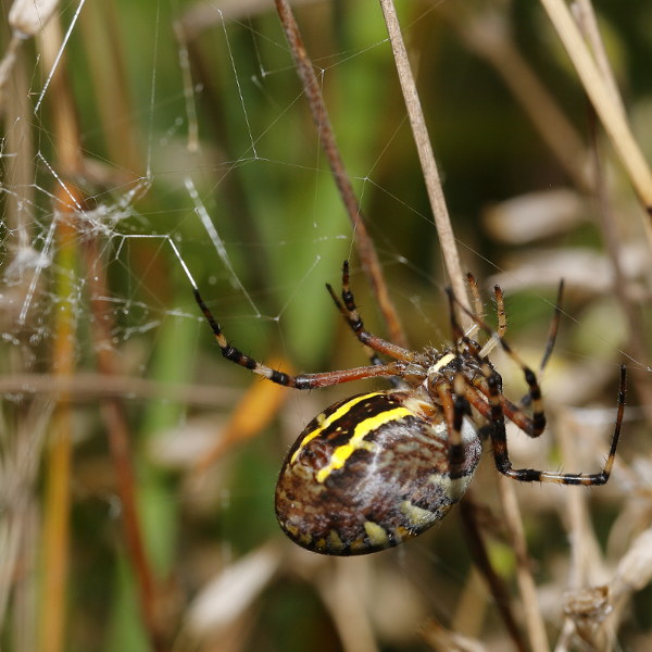 Argiope bruennichi tisser le couvercle