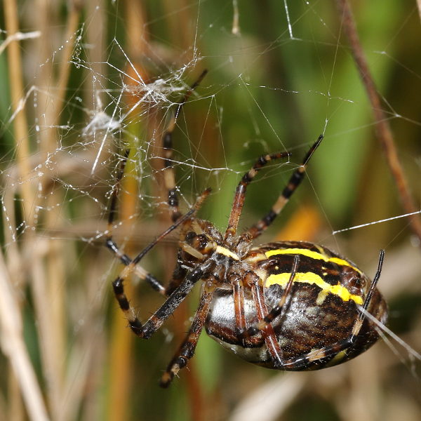 Argiope bruennichi tisser le couvercle