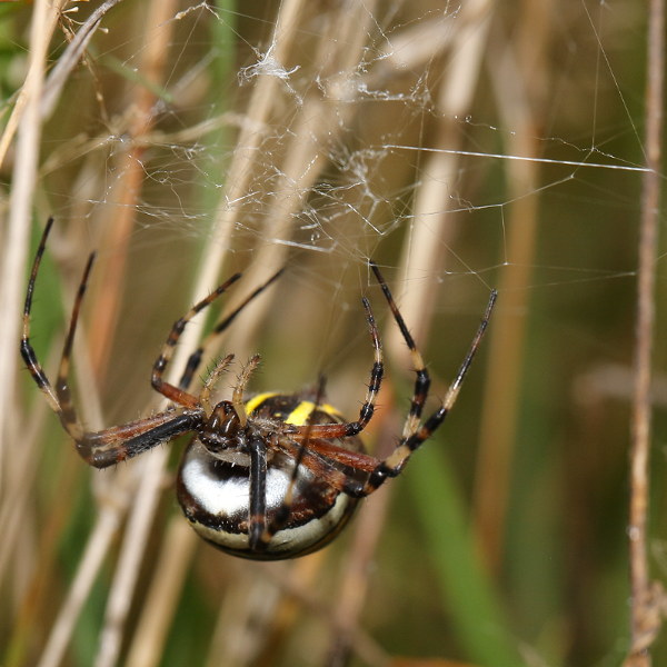 Argiope bruennichi tisser le couvercle