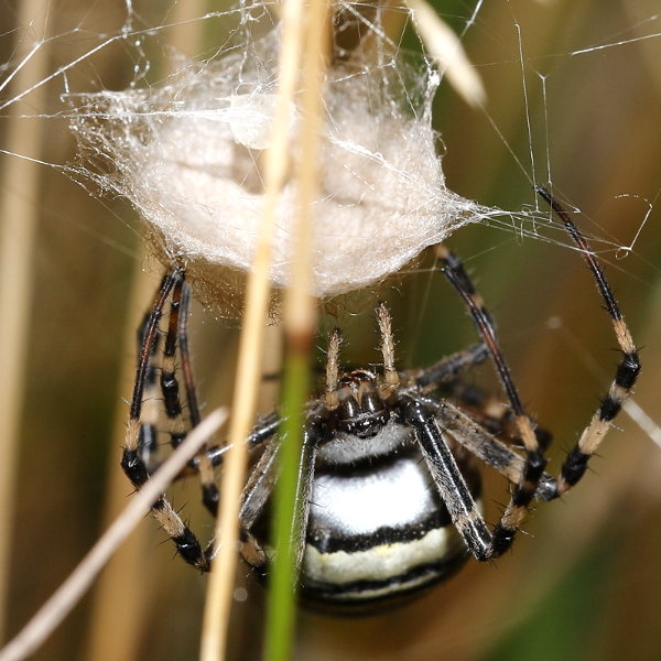 Argiope bruennichi tisser le crankbait