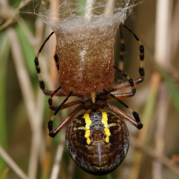 Argiope bruennichi tisser le crankbait