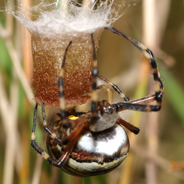 Argiope bruennichi tisser la natte