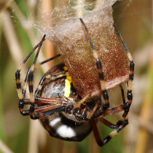 Argiope bruennichi fixer la natte en haut