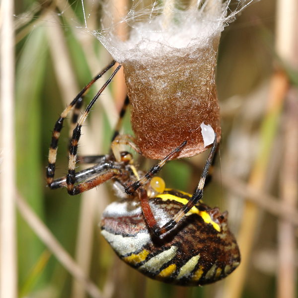 Argiope bruennichi pondre des œufs