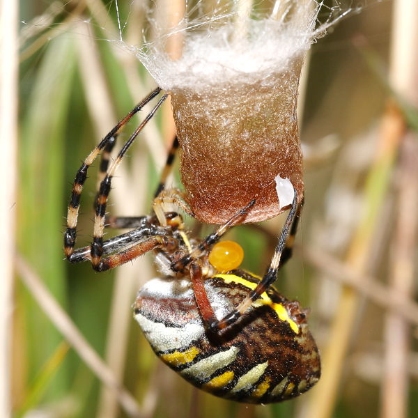 Argiope bruennichi pondre des œufs